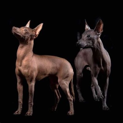  “El Xoloitzcuintli”:  A Mythical Dog From Colombian Folklore, Unleashing Ancient Beliefs and Legends