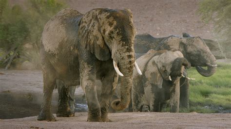  The African Elephant: A Tale of Courageous Sacrifice and Unexpected Wisdom From 1st Century South Africa!