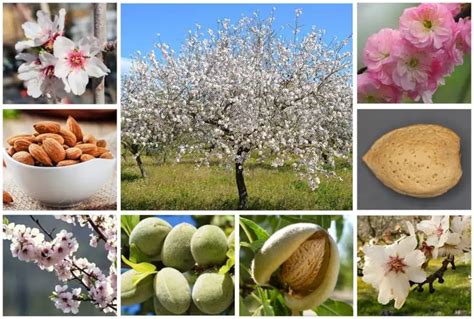  The Almond Tree - A Mystical Spanish Tale of Love, Loss, and the Endurance of the Human Spirit!